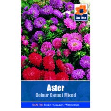 Aster Colour Carpet Mix Seed