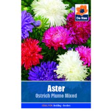 Aster Ostrich Plume Mix