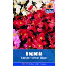Begonia Semperflorens Seed