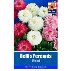 Bellis Perenis Seed