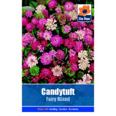 Candytuft Fairy Seed