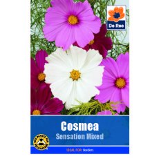 Cosmea Seed