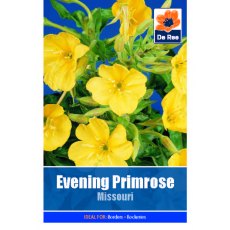 Evening Rose Primrose Missouri Seed