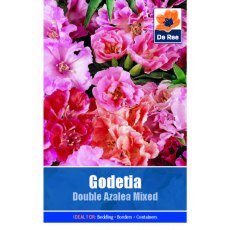 Godetia Double Azalea Seed