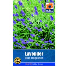 Lavender Blue Fragrance Seed