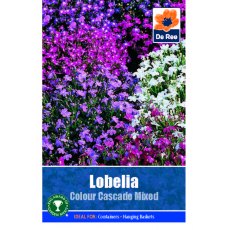 Lobelia Colour Cascade Mixed