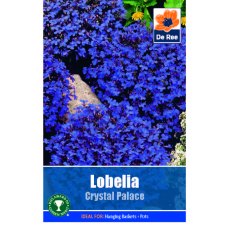 Lobelia Crystal Palace Seed