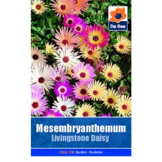 Mesembryanthemum Livingstone Daisy Seed