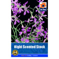 Night Scented Stock Seed