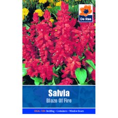 Salvia Blaze Of Fire Seed