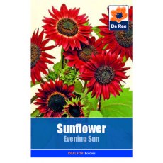 Sunflower Evening Sun Seed