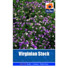 Virginian Stock Seed