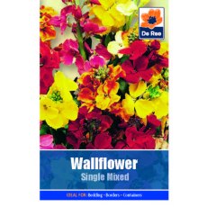 Wallflower Single Mixed Seed