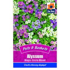 Alyssum Magic Circle Seed