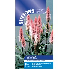 Suttons Celosia Flamingo Feather Seeds