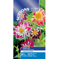 Suttons Dahlia Yankee Doodle Dandy Seeds