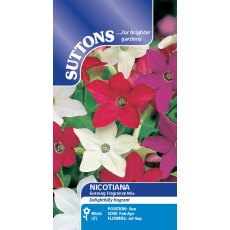 Suttons Nicotiana Evening Fragrance Mix Seeds