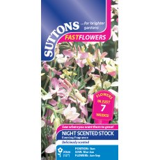 Suttons Night Scented Stock Evening Fragrance Seeds