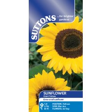 Suttons Sunflower Giant Yellow Seeds