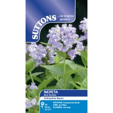 Suttons Nepeta Blue Panther Mix Seeds