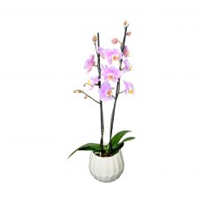Horti House Mother's Day Large Orchid In Ceramic Pot