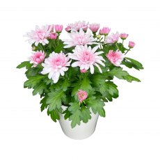 Horti House Mother's Day Chrysanthemum In Ceramic Pot