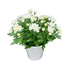 Horti House Mother's Day Chrysanthemum In Ceramic Pot
