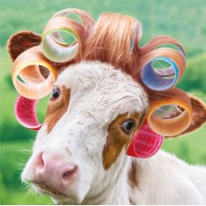 Cube Cow In Curlers Card