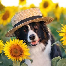 Cube Collie Sunflower Card