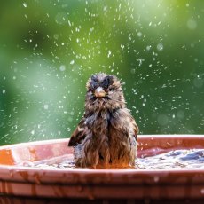 RSPCA Bathing House Sparrow Card