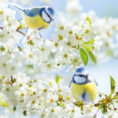 RSPCA Bluetits & Cherry Blossom Card