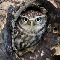 RSPCA Little Owl Card