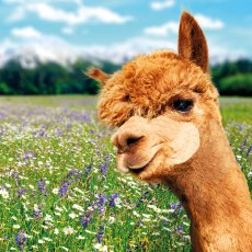 RSPCA Alpaca On Pastures Card