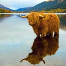 RSPCA Highland Cow Card