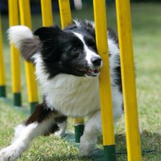 RSPCA Border Collie Card