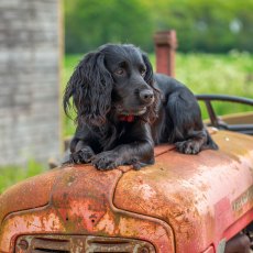 RSPA Cocker Spaniel Card