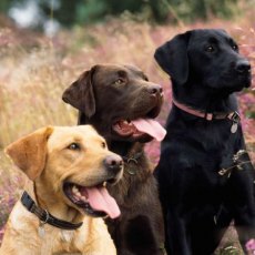 RSPCA Labrador Trio Card