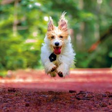 RSPCA Jack Russel Cross Card