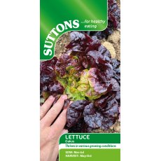 Suttons Lettuce Sativa Oakus Seeds