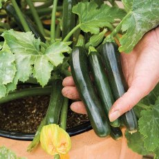 Suttons Courgette Pepo Midnight F1 Seeds