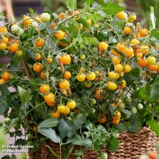 Suttons Tomato Tiny Temptations Mix Seeds