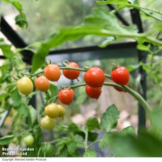 Suttons Tomato Toddler F1 Seeds