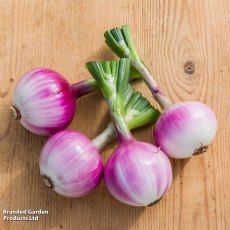 Suttons Onion Allium Ruby Red Seeds