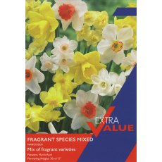 Taylor's Bulbs Fragrant Species Narcissi Mix 25 Taylor's Bulbs Fragrant Species Narcissi Mix 25