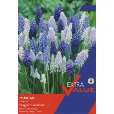Taylor's Bulbs Muscari Mix Bulbs 40 Taylor's Bulbs Muscari Mix Bulbs 40