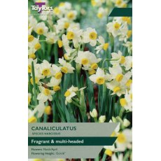 Taylor's Bulbs Narcissi Canaliculatus 25