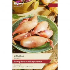Taylor's Bulbs Griselle Shallot Set 6
