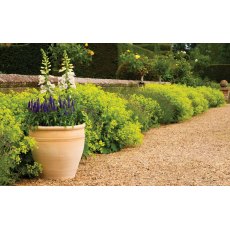 Apta Himalaya Traditional Planter