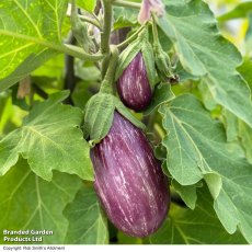 Suttons Graffiti Aubergine F1 Seeds