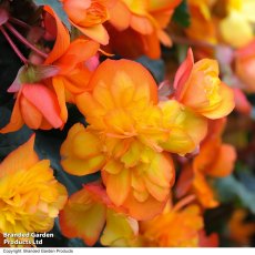 Suttons Chanson Sun Begonia F1 Seeds
